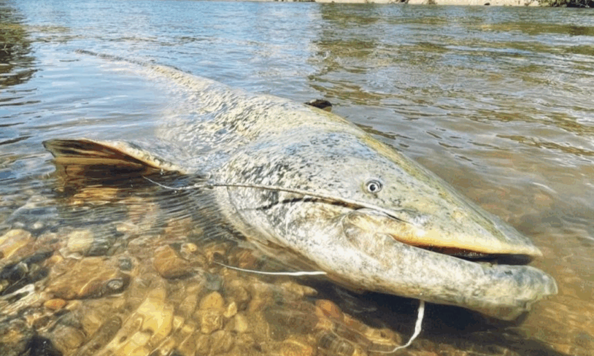 Nouveau classement du silure : ce qui change pour les pêcheurs Nouveau classement du silure : ce qui change pour les pêcheurs