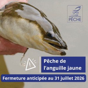 Fermeture anticipée de la pêche de l’anguille jaune : une nouvelle réglementation applicable depuis le 31 juillet 2026 Fermeture anticipée de la pêche de l’anguille jaune : une nouvelle réglementation applicable depuis le 31 juillet 2026