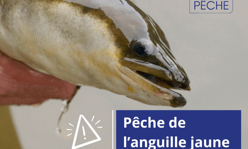 Fermeture anticipée de la pêche de l’anguille jaune : une nouvelle réglementation applicable depuis le 31 juillet 2026 Fermeture anticipée de la pêche de l’anguille jaune : une nouvelle réglementation applicable depuis le 31 juillet 2026